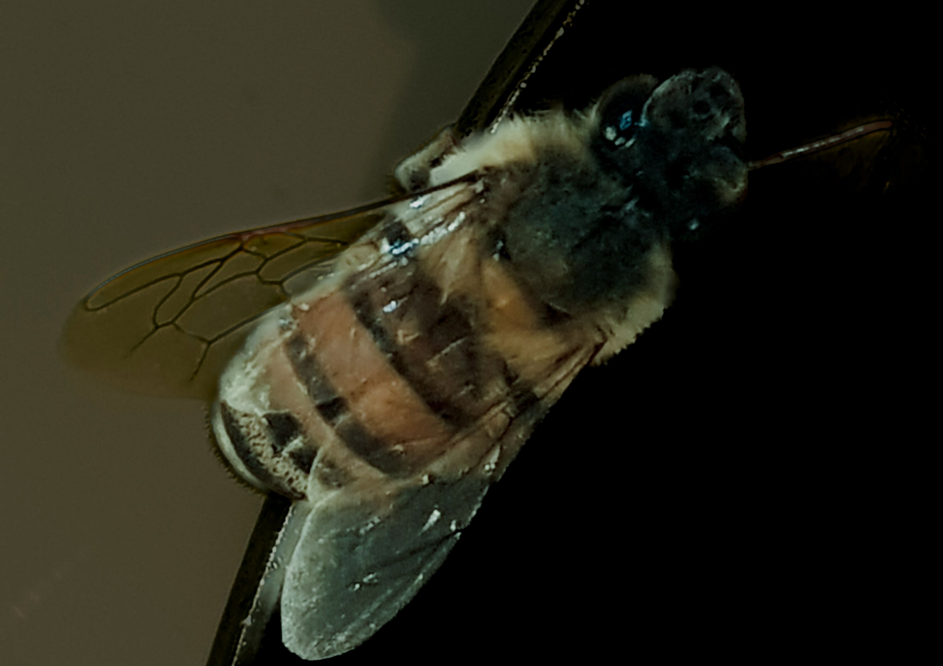 12112017 CEA-2 abeja